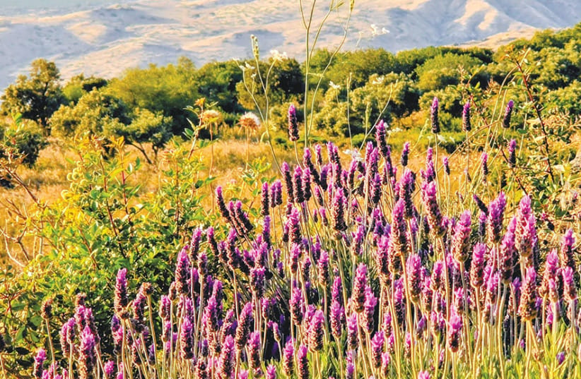 Balcony Perspective: Seasonal blooms frame the vista from the cabin balcony, showcasing the vibrant flora of the southern hills with the quiet expanse of the Kinneret resting in the background. (credit: NOAM BEDEIN)