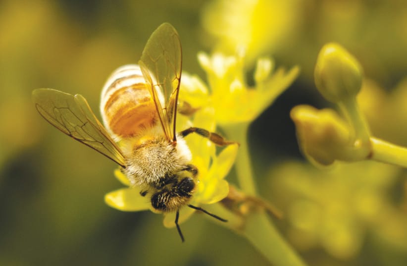 Stevie became a self-taught photographer and his images were displayed on social media. Here, closeup of a bumblebee on a wildflower; sunrise over Kibbutz Alumim. (credit: Stevie Marcus, z&rdquo;l)