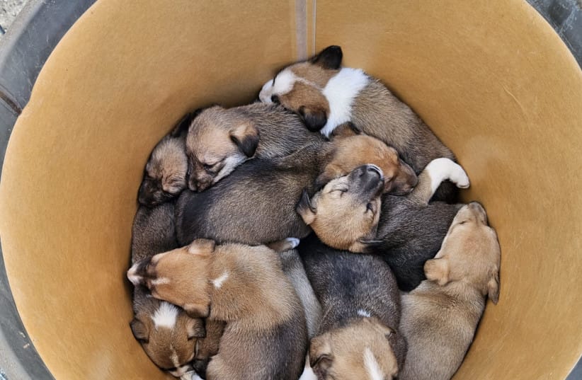 Puppies discovered in a trash basket in Dimona. (credit: Courtesy Adopt Me Israel)