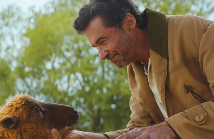 ‘THE SHEEP DETECTIVES,’ featuring Hugh Jackman and a diverse cast of sheep. (credit: Amazon MGM Studios) ‘THE SHEEP DETECTIVES,’ featuring Hugh Jackman and a diverse cast of sheep. (credit: Amazon MGM Studios)