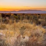 Cattle grazing on public rangeland near Steens Mountain, Oregon, October2017. Archive photo by Greg Shine/BLM,CCBY2.0.