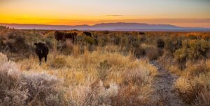 Cattle grazing on public rangeland near Steens Mountain, Oregon, October2017. Archive photo by Greg Shine/BLM,CCBY2.0.