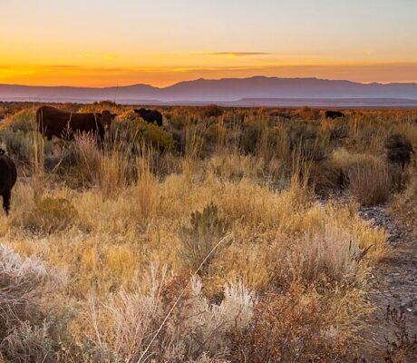 Cattle grazing on public rangeland near Steens Mountain, Oregon, October2017. Archive photo by Greg Shine/BLM,CCBY2.0.