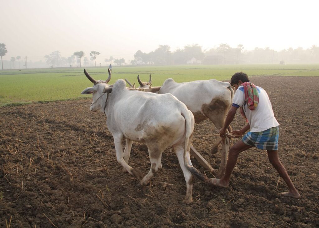 Archive photograph of a farmer ploughing with cattle in West Bengal, India, in May 2010. Not an identified payment recipient.