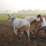 Archive photograph of a farmer ploughing with cattle in West Bengal, India, in May 2010. Not an identified payment recipient.