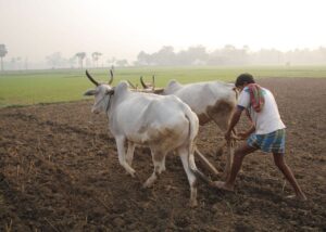 Archive photograph of a farmer ploughing with cattle in West Bengal, India, in May 2010. Not an identified payment recipient.