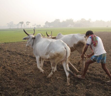 Archive photograph of a farmer ploughing with cattle in West Bengal, India, in May 2010. Not an identified payment recipient.