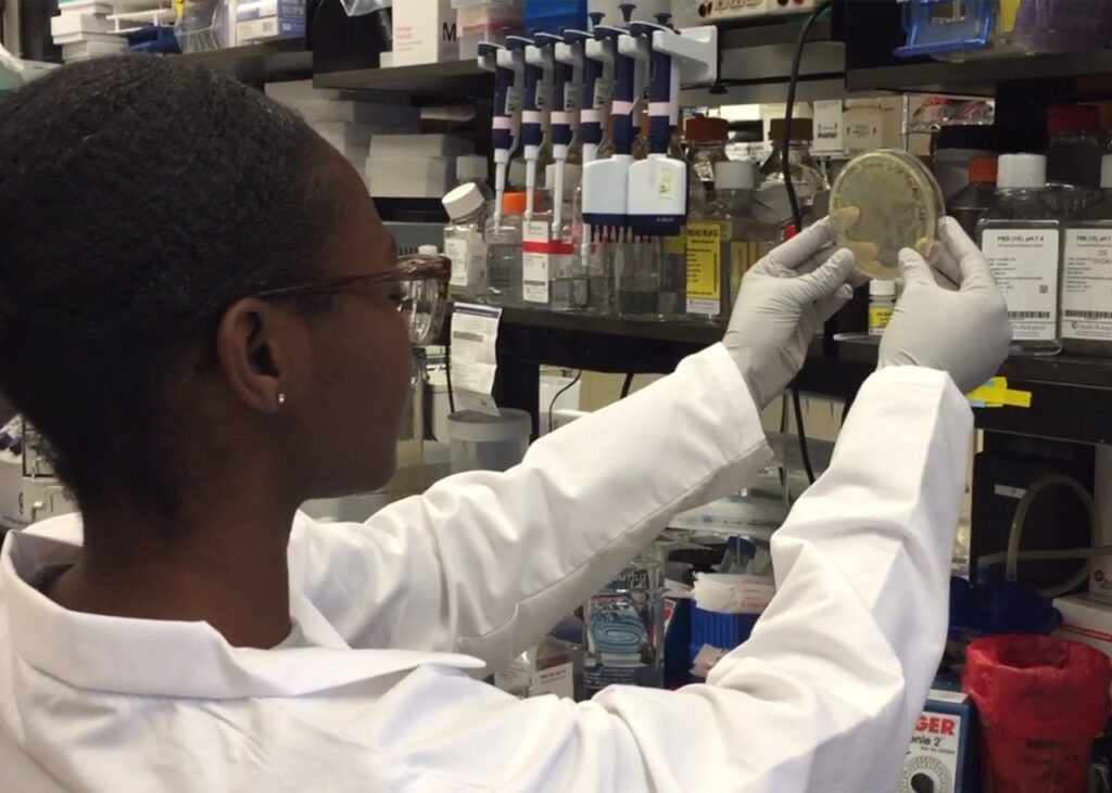 Archive laboratory research photograph: NIAID scientist examining an agar plate in January 2020. Not an AbbVie facility.
